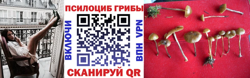 Псилоцибиновые грибы прущие грибы blacksprut ссылка Каменногорск магазин продажи наркотиков
